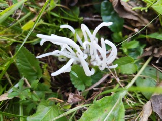 Clavaria fragilis