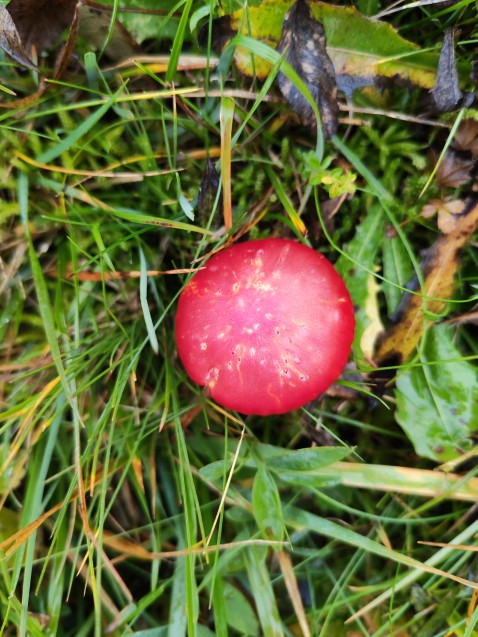 Hygrocybe coccinea