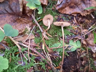 Marasmius torquescens