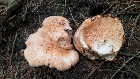 Hydnum repandum f. amarum