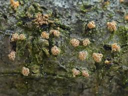 Flammocladiella anomiae