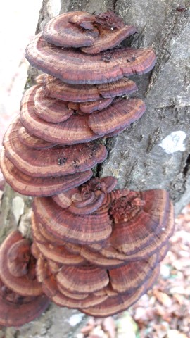 Daedaleopsis tricolor