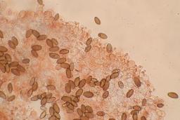 Conocybe macrospora