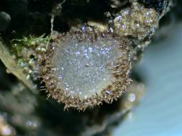 Trichophaea woolhopeia