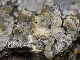 Mycobernardia incrustans