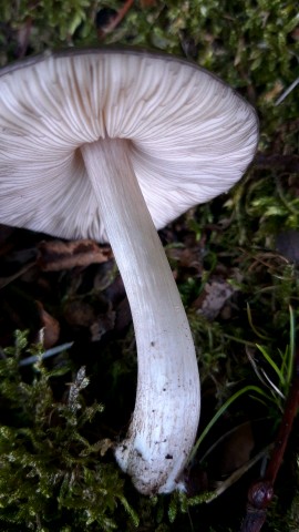 Pluteus atromarginatus