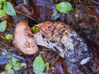 Tricholoma colossus