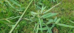 Puccinia phyllostachydis