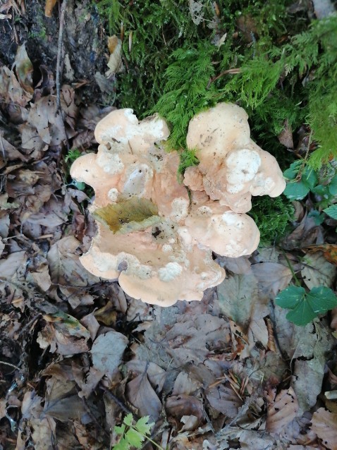 Hydnum repandum