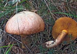 Suillus tridentinus