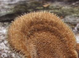 Panus neostrigosus