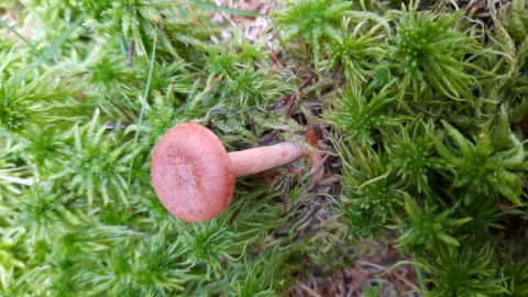 Lactarius rufus