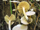 Lactarius glyciosmus