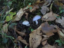 Cortinarius salor