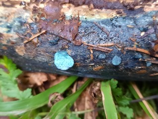 Chlorociboria aeruginascens