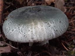 Russula virescens