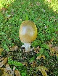 Amanita dryophila