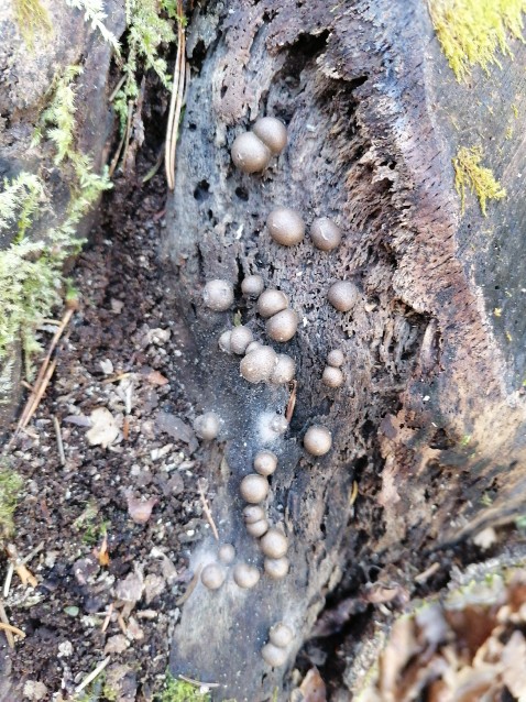 Lycogala epidendrum