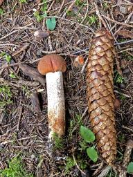 Leccinum aurantiacum