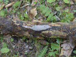 Exidiopsis effusa