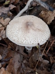 Macrolepiota mastoidea