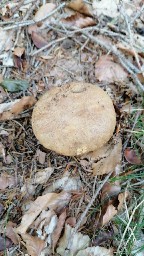 Butyriboletus appendiculatus