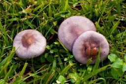 Collybia sordida