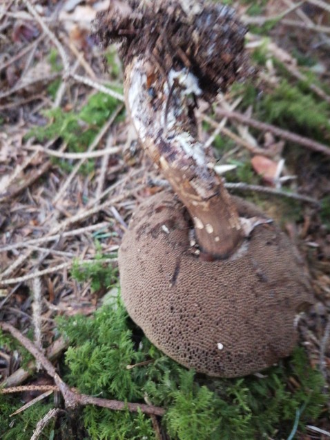 Porphyrellus porphyrosporus