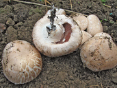 Agaricus bisporus