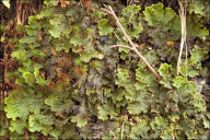 Peltigera leucophlebia