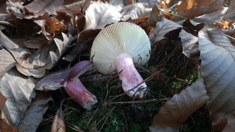 Russula sardonia