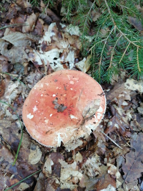 Russula aurora