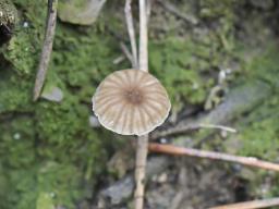 Lichenomphalia meridionalis