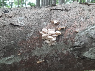 Pleurotus pulmonarius