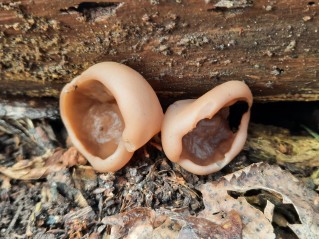 Discina ancilis