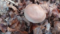 Cortinarius torvus