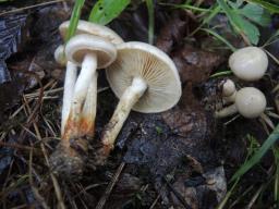 Pholiota conissans