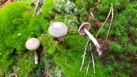 Cortinarius hemitrichus