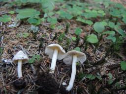 Inocybe umbratica