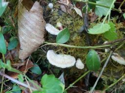 Schizophyllum commune