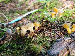 Leotia lubrica