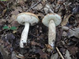 Leccinum versipelle