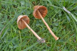 Conocybe rickenii