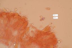 Mycena galopus var. galopus