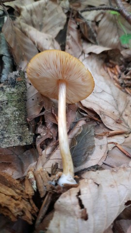 Pluteus leoninus