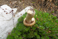 Cortinarius caperatus