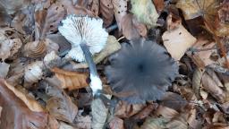 Entoloma serrulatum