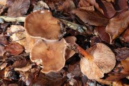 Lactarius subdulcis