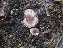 Leucoagaricus cupresseus