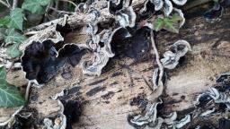 Auricularia mesenterica